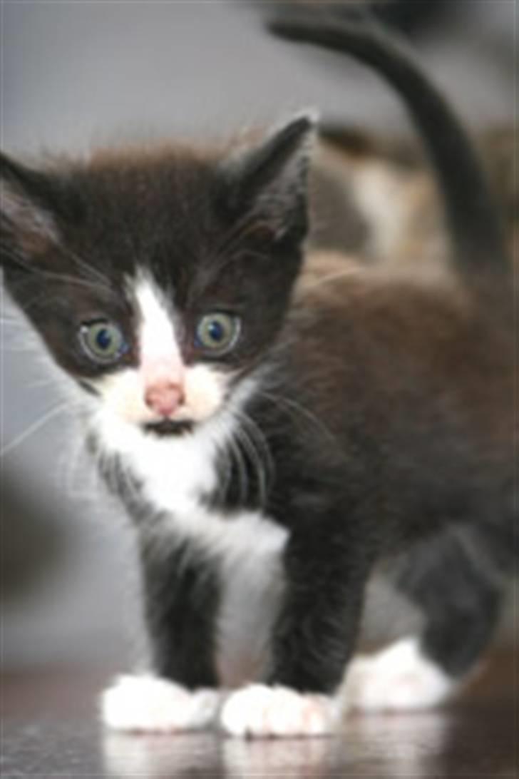 Blanding af racer Tarzan  - Ham som en rigtig lille sød mis ;) billede 1