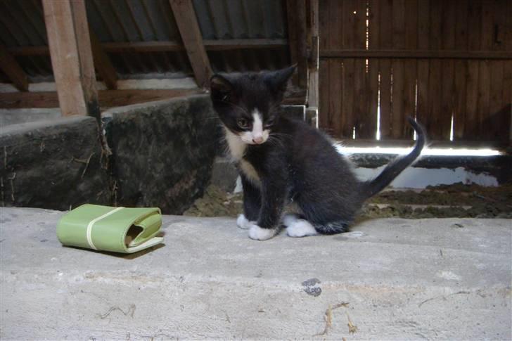 Blanding af racer Tarzan  billede 2