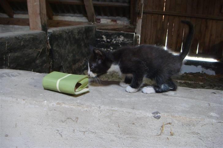 Blanding af racer Tarzan  - Hov, hvad er det for en underlig tingest. billede 3