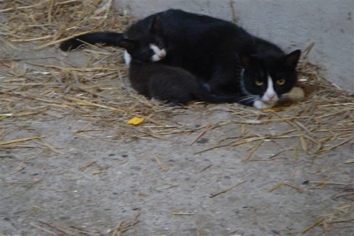 Blanding af racer Tarzan  - Tarzan som ligger og hygger sig med mor ! ;) billede 4