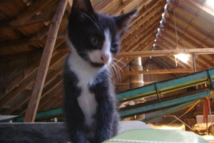 Blanding af racer Tarzan  billede 5