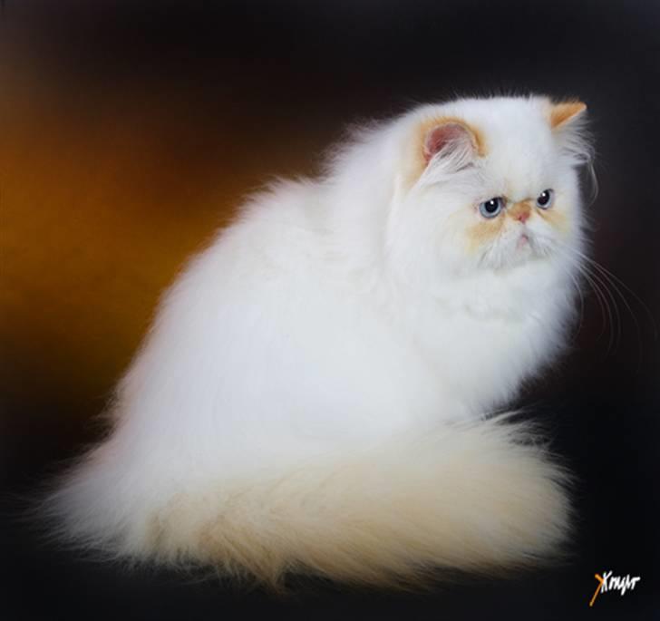 Colorpoint Simply Irresistible billede 2