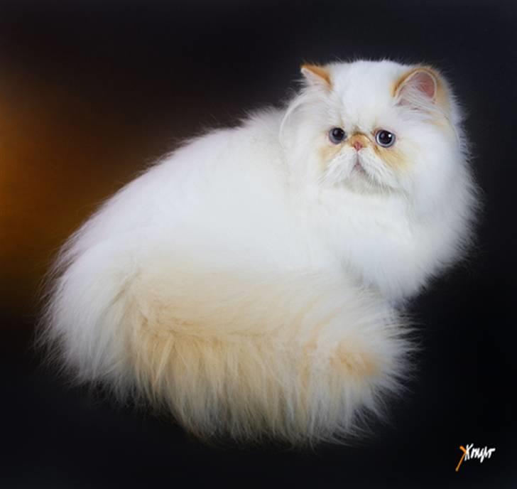 Colorpoint Simply Irresistible billede 3