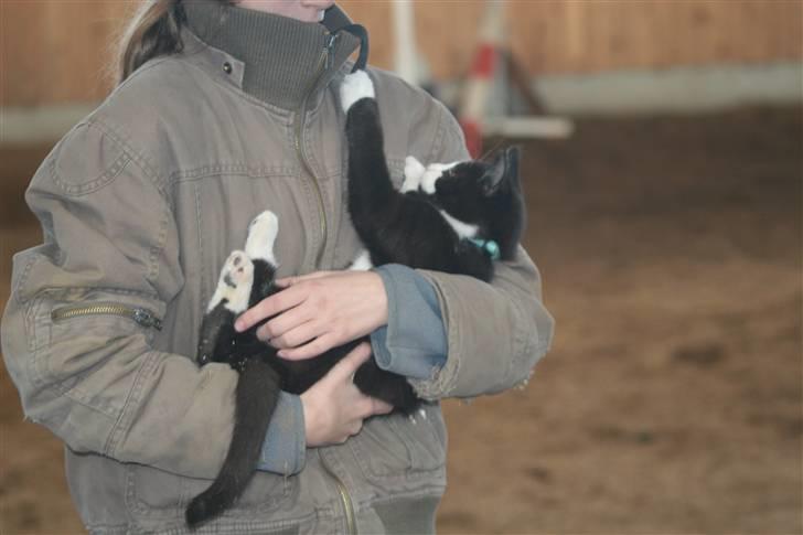 Blanding af racer Tarzan  - ok hmm.. nu må jeg snart bestemme mig, næsen eller.. eeej hvor er din ridehjelm sjo hihi.. kom så her din lille tingest.. billede 7