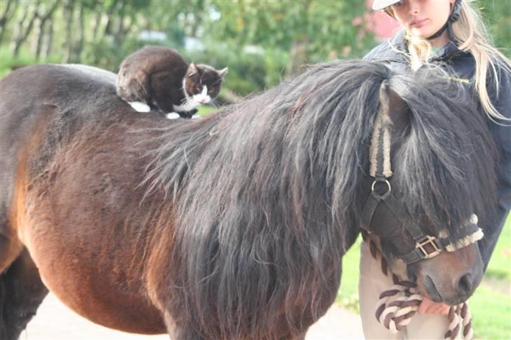 Blanding af racer Tarzan  - hmm.. ja min kat er os prof. til at ride ;) billede 8