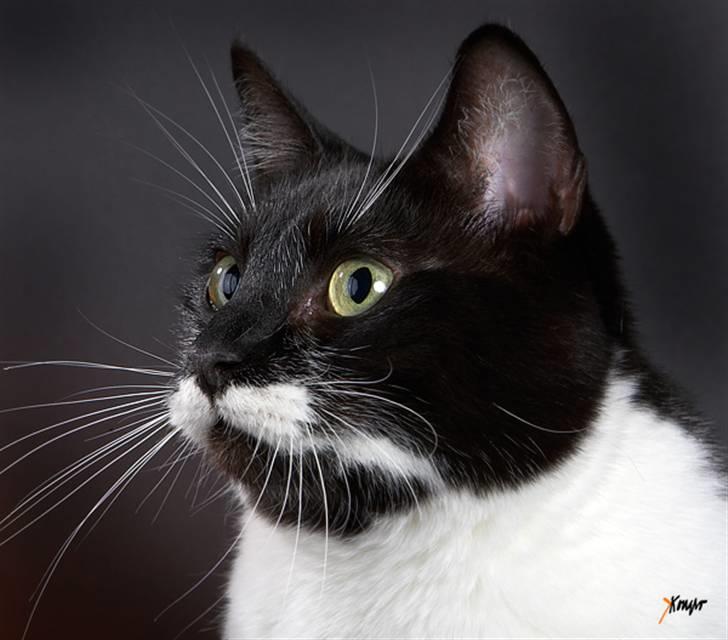 Huskat Snulle billede 1