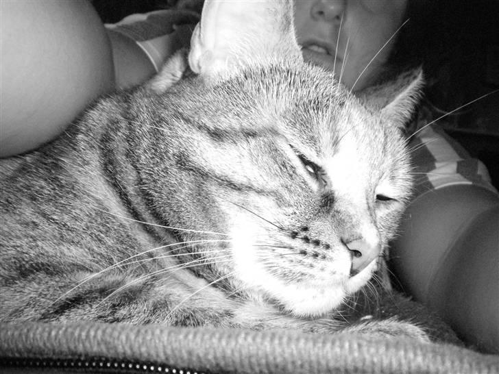 Blanding af racer Pjevs billede 15