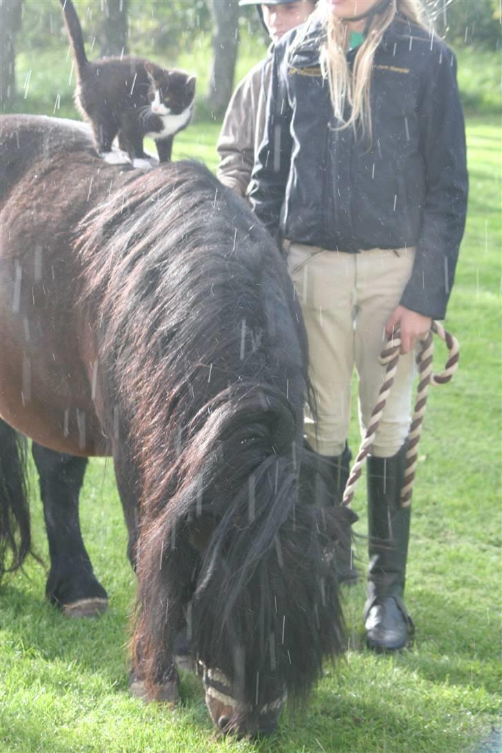 Blanding af racer Tarzan  - hehe.. tarzans bedste ven er en shetlands pony :) han elsker at lege med og oven på rowan x) <3 billede 9