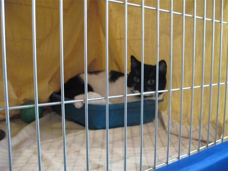 Huskat Snulle - udstilling i Usti nad Labem CZ billede 2