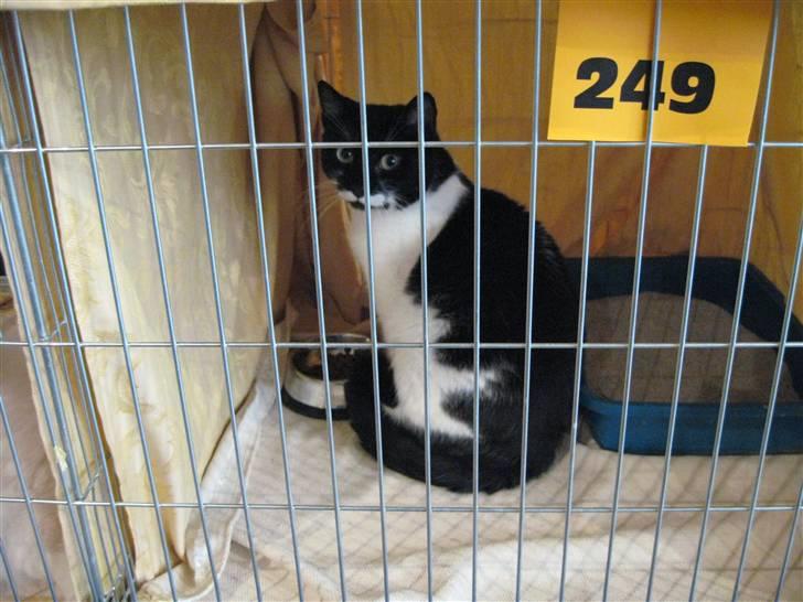 Huskat Snulle - udstilling i Usti nad Labem CZ billede 3