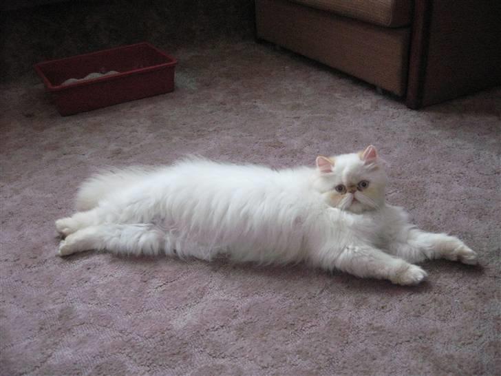 Colorpoint Simply Irresistible - afslapning på hotel i Cz efter udstilling billede 4