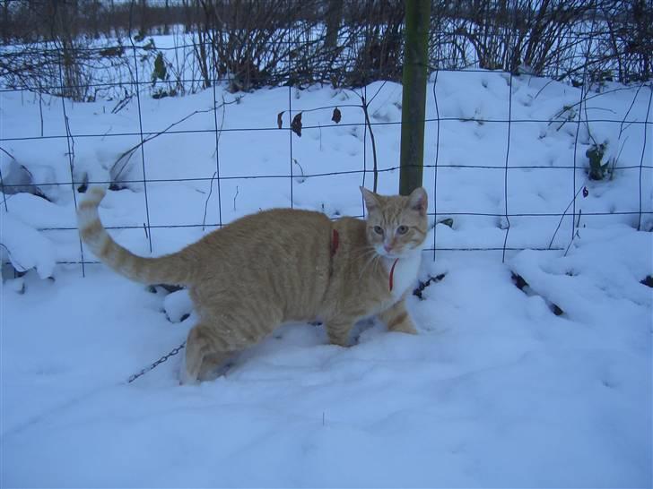 Huskat Sofus (Chris) SOLGT - December 2009 billede 1