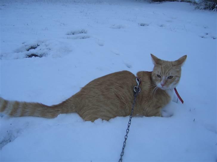 Huskat Sofus (Chris) SOLGT - December 2009 billede 2