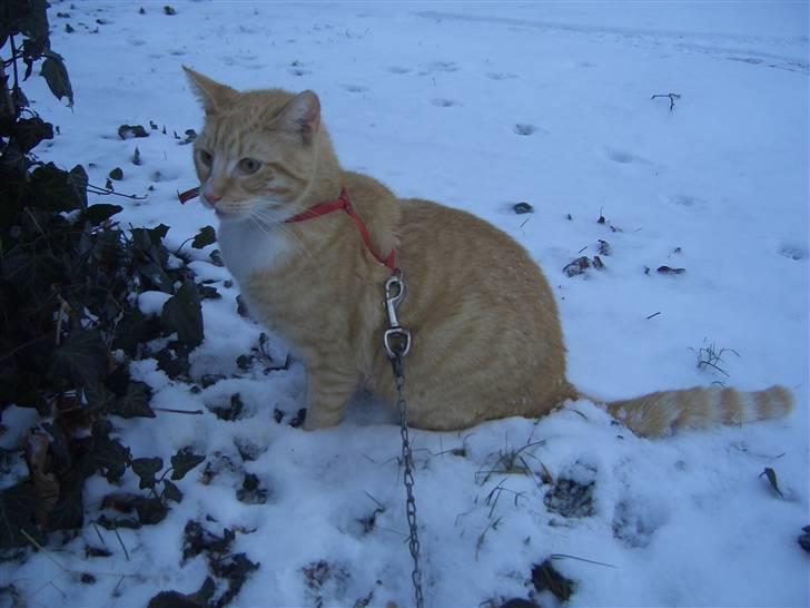 Huskat Sofus (Chris) SOLGT - December 2009 billede 3