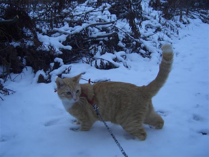 Huskat Sofus (Chris) SOLGT - December 2009 billede 4