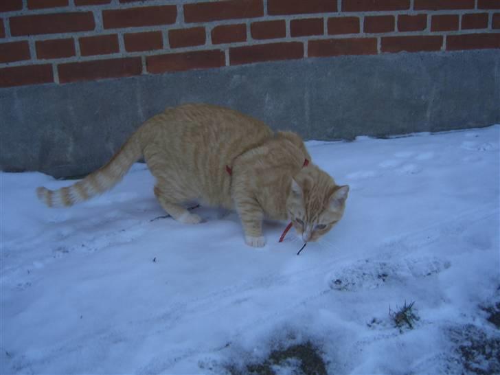 Huskat Sofus (Chris) SOLGT - December 2009 billede 5