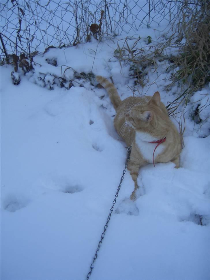 Huskat Sofus (Chris) SOLGT - December 2009 billede 6