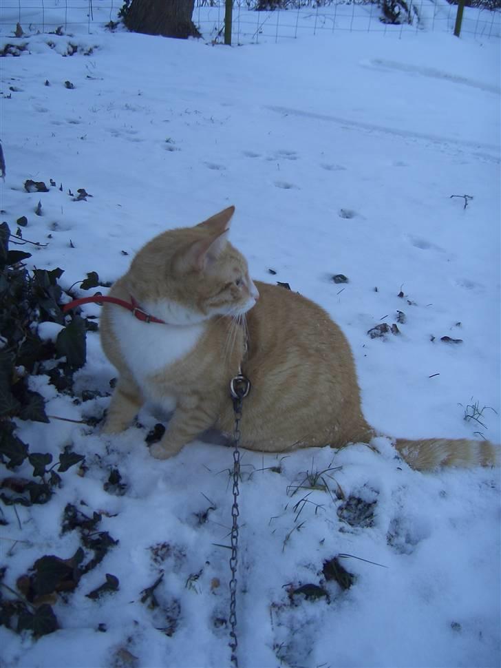 Huskat Sofus (Chris) SOLGT - December 2009 billede 7