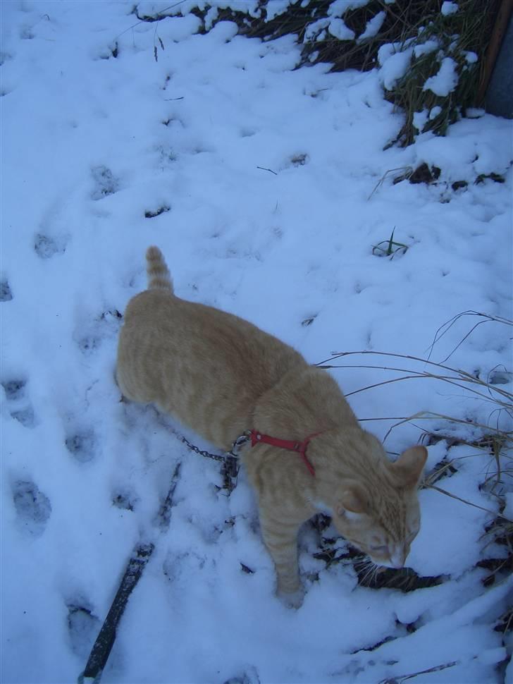 Huskat Sofus (Chris) SOLGT - December 2009 billede 8