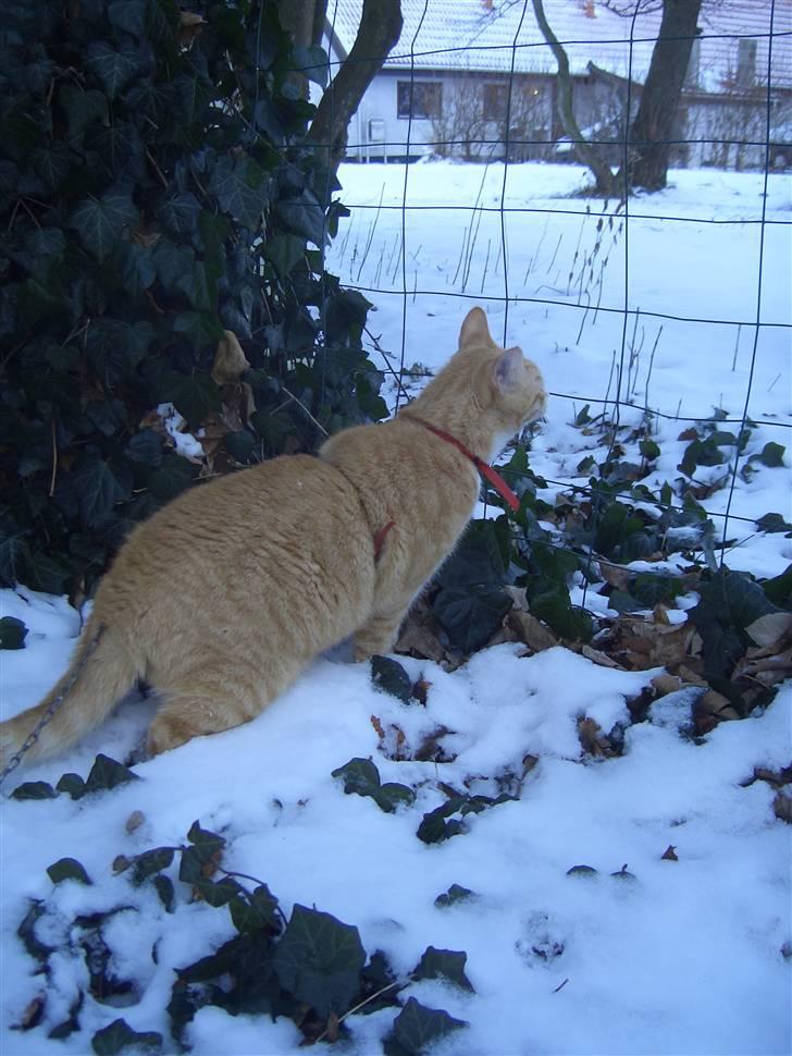 Huskat Sofus (Chris) SOLGT - December 2009 billede 9