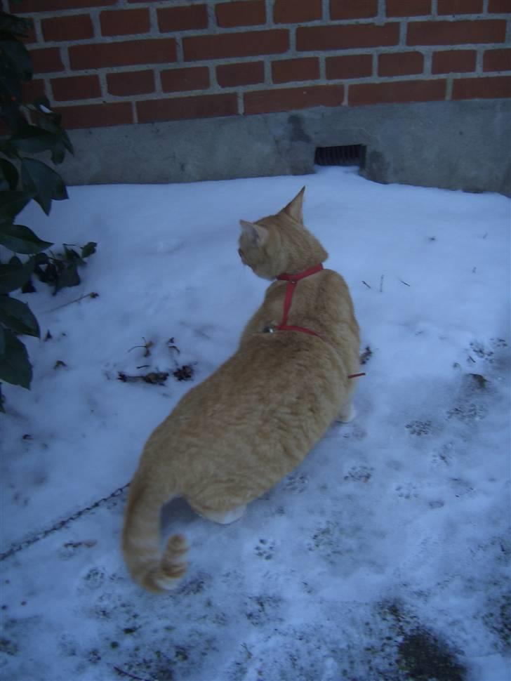 Huskat Sofus (Chris) SOLGT - December 2009 billede 10