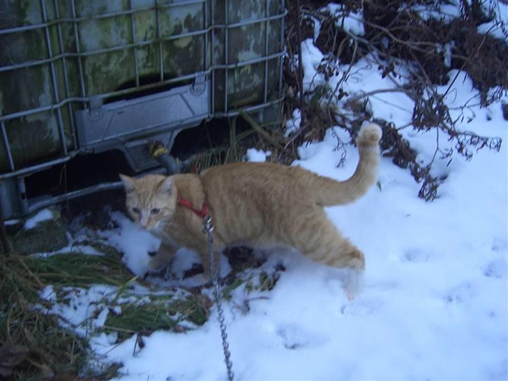 Huskat Sofus (Chris) SOLGT - December 2009 billede 11