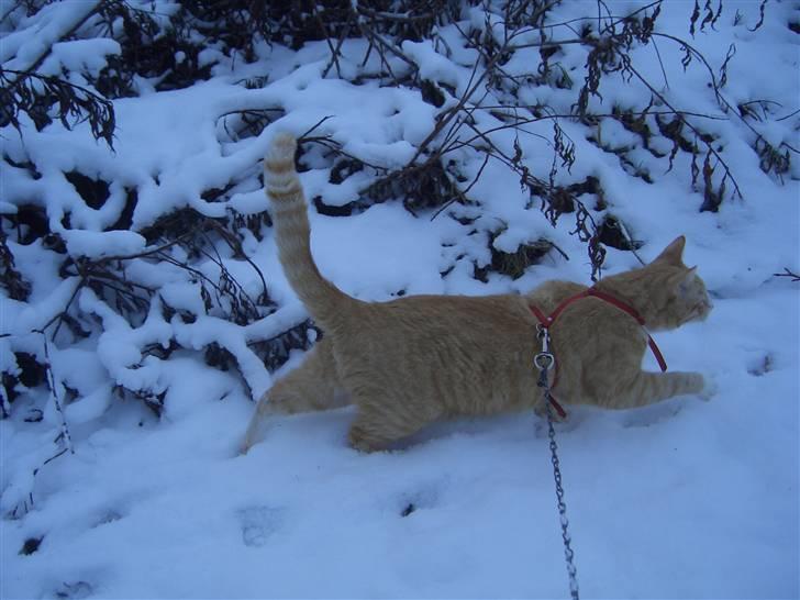 Huskat Sofus (Chris) SOLGT - December 2009 billede 12