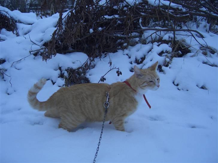 Huskat Sofus (Chris) SOLGT - December 2009 billede 13