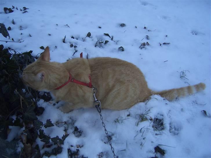 Huskat Sofus (Chris) SOLGT - December 2009 billede 14