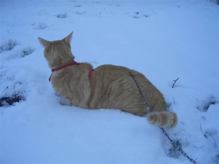 Huskat Sofus (Chris) SOLGT - December 2009 billede 15