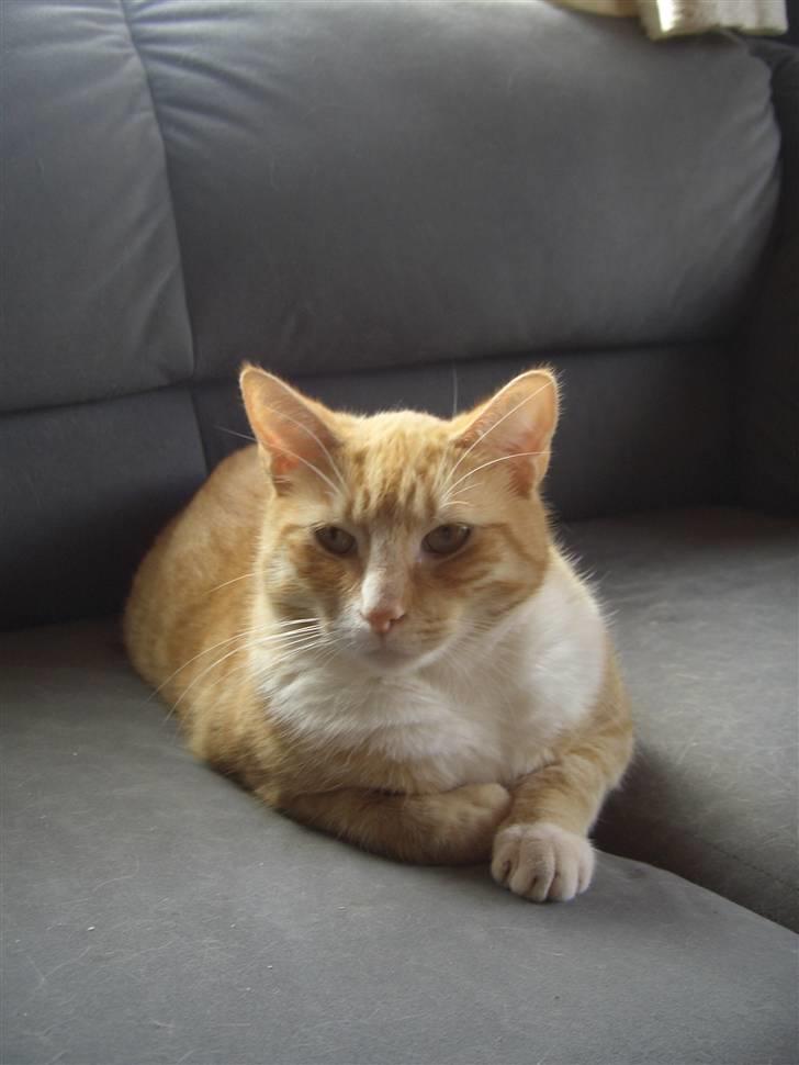 Huskat Sofus (Chris) SOLGT - December 2009 billede 16