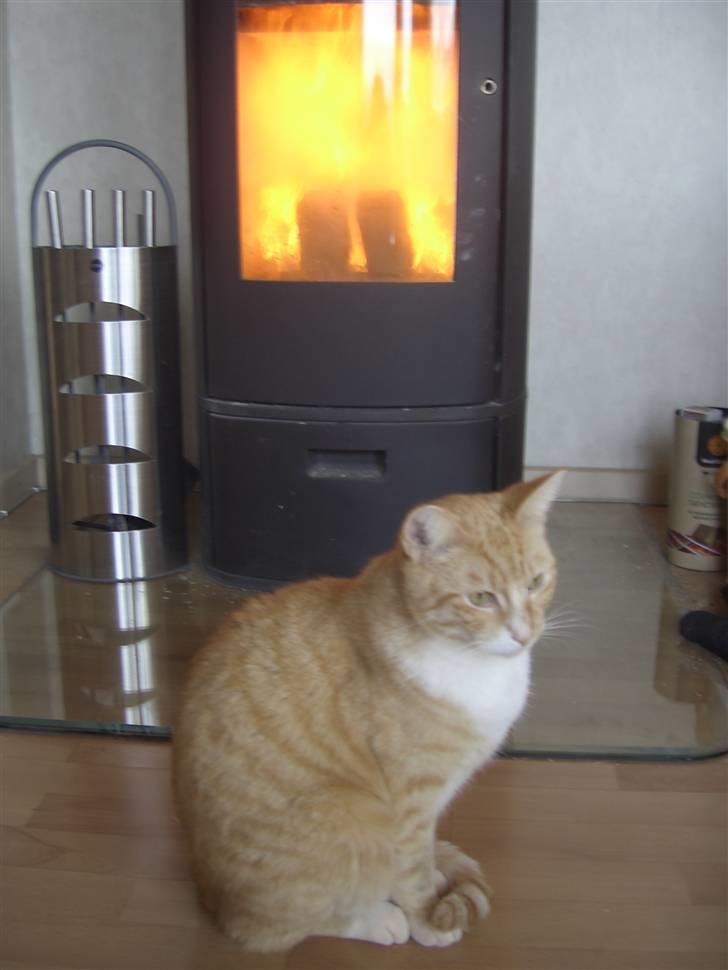 Huskat Sofus (Chris) SOLGT - August 2008 billede 17