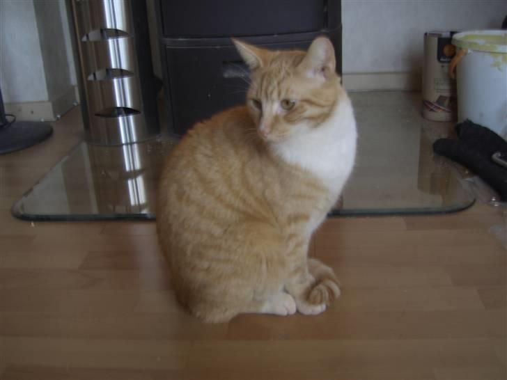 Huskat Sofus (Chris) SOLGT - August 2008 billede 18