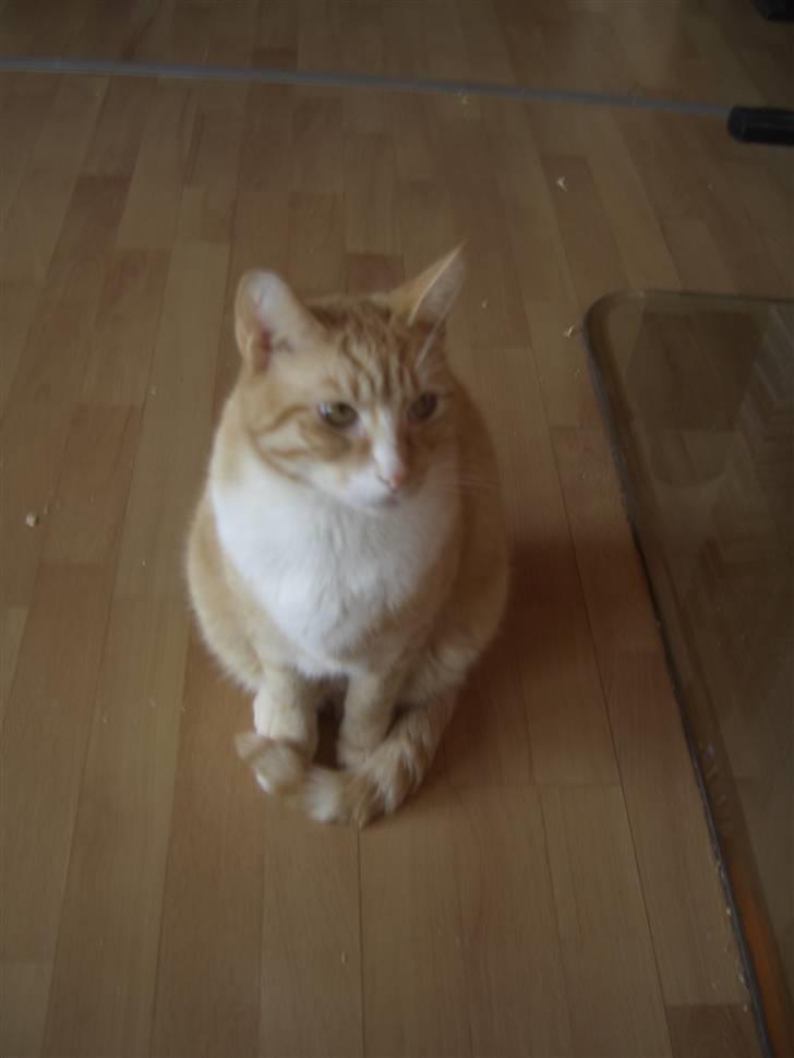 Huskat Sofus (Chris) SOLGT - August 2008 billede 19