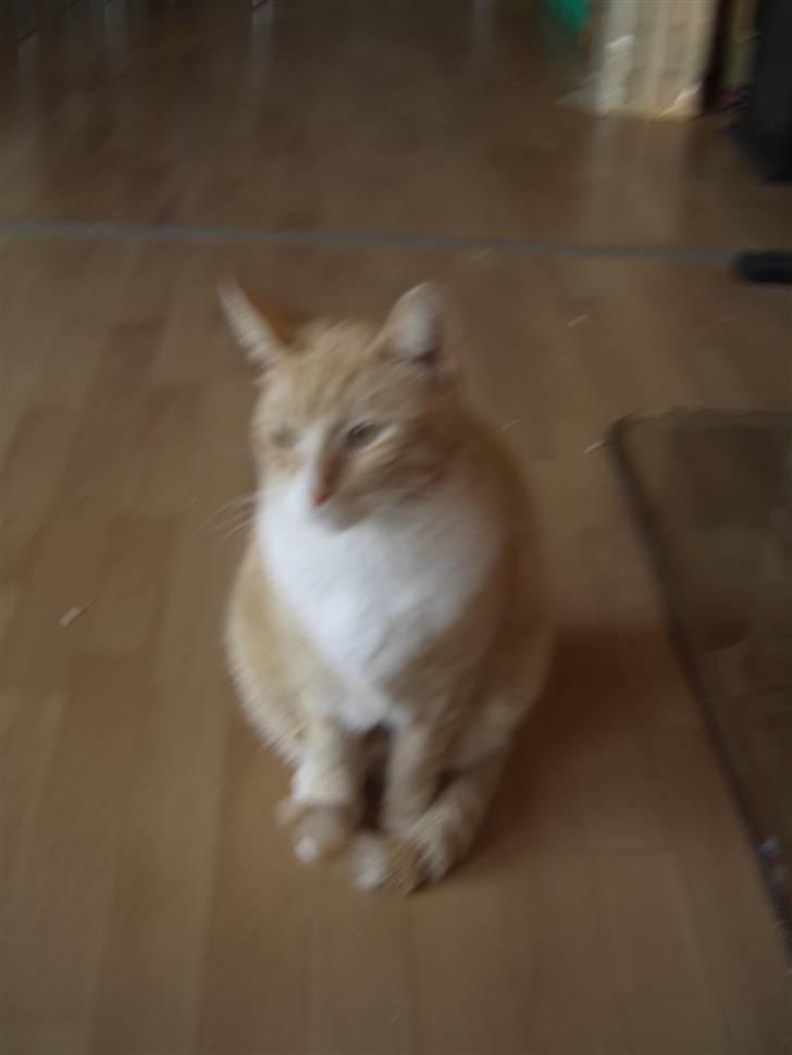 Huskat Sofus (Chris) SOLGT - August 2008 billede 20