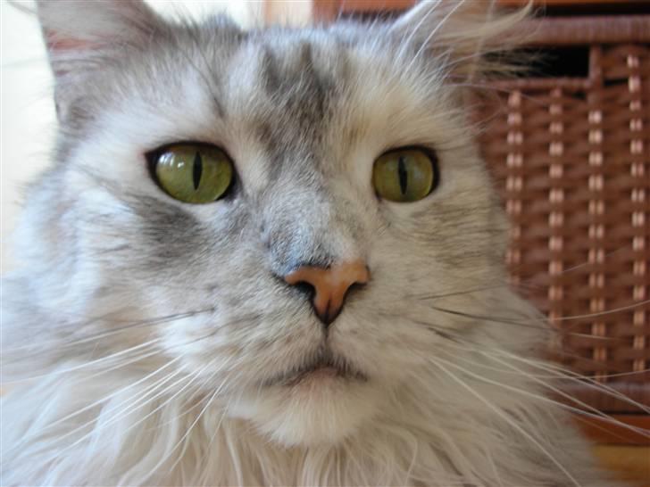 Maine Coon Tahquamenons Felicia RIP - Nærbillede af dewn smukkeste kat :b billede 1