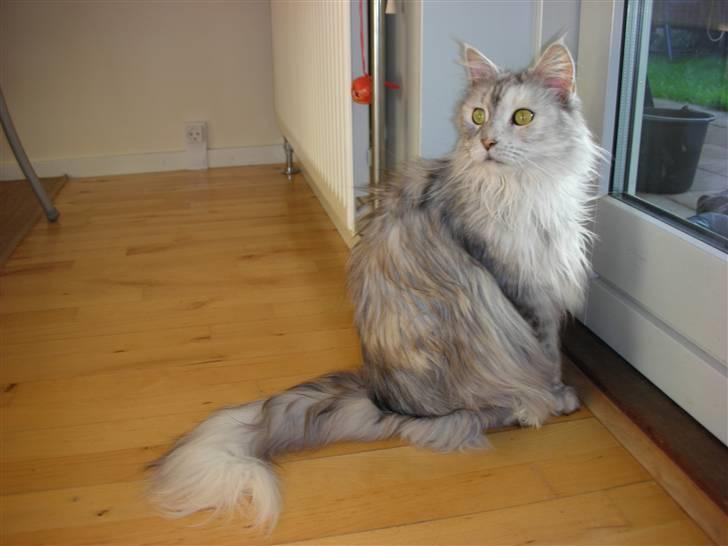 Maine Coon Tahquamenons Felicia RIP - ohhh hvad er det`?! billede 4