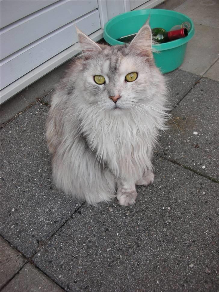 Maine Coon Tahquamenons Felicia RIP billede 6