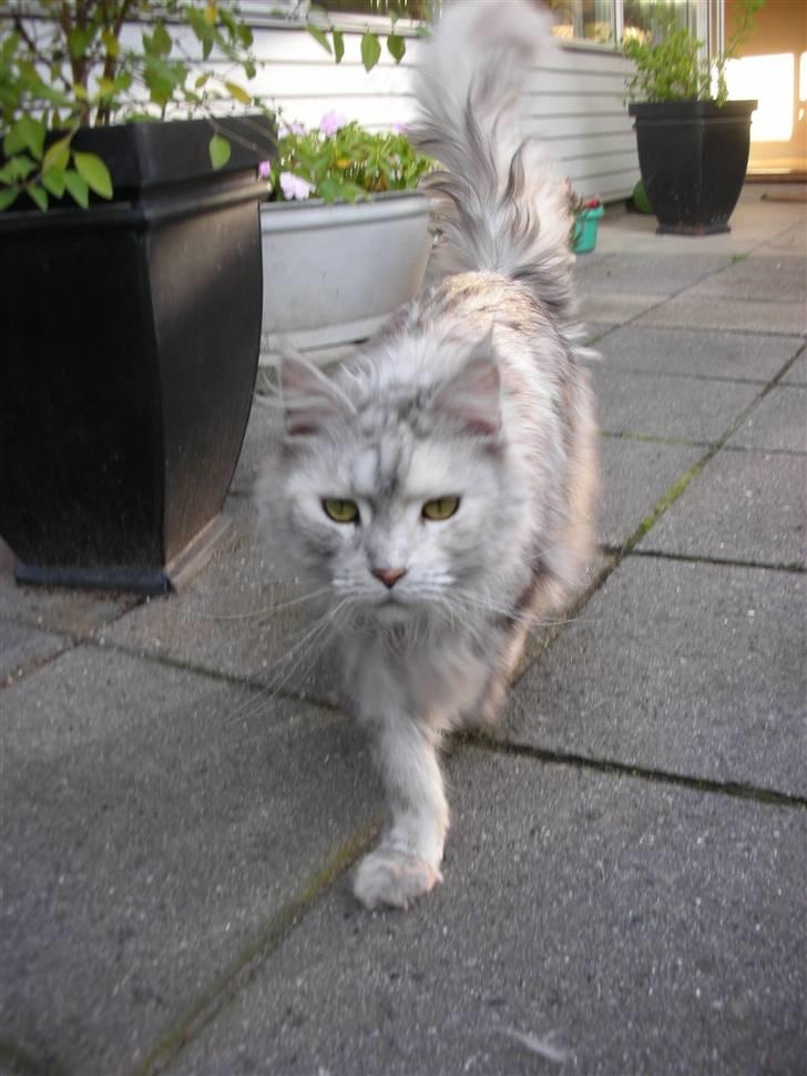 Maine Coon Tahquamenons Felicia RIP billede 9