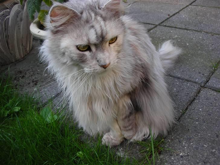 Maine Coon Tahquamenons Felicia RIP billede 10