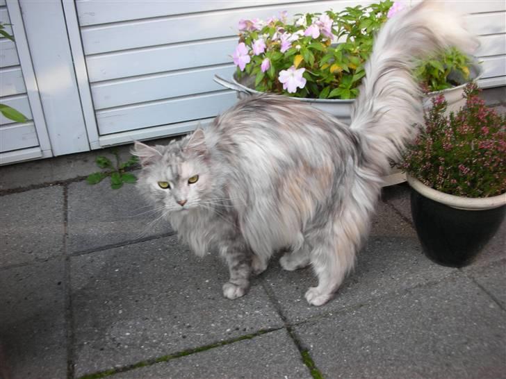 Maine Coon Tahquamenons Felicia RIP billede 12