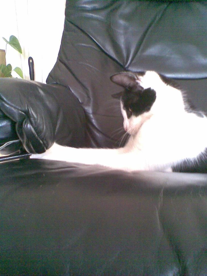 Huskat  Mickey - Leger snart for stor til det :D billede 3