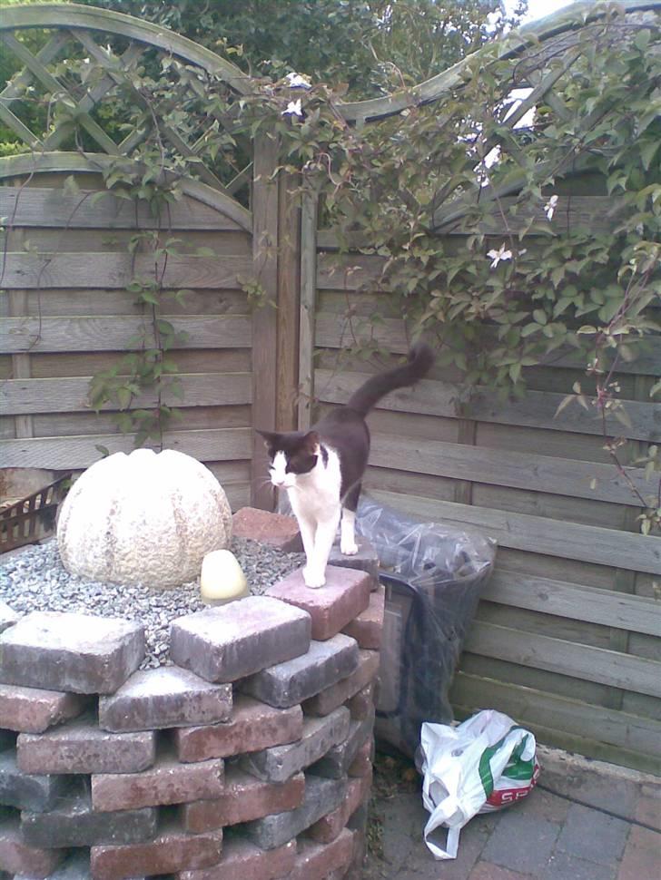 Huskat  Mickey - Udenfor ved vores springvand :D billede 5