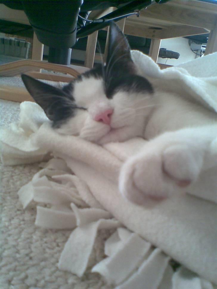 Huskat  Mickey - Look ! I have a biig hand xb billede 6