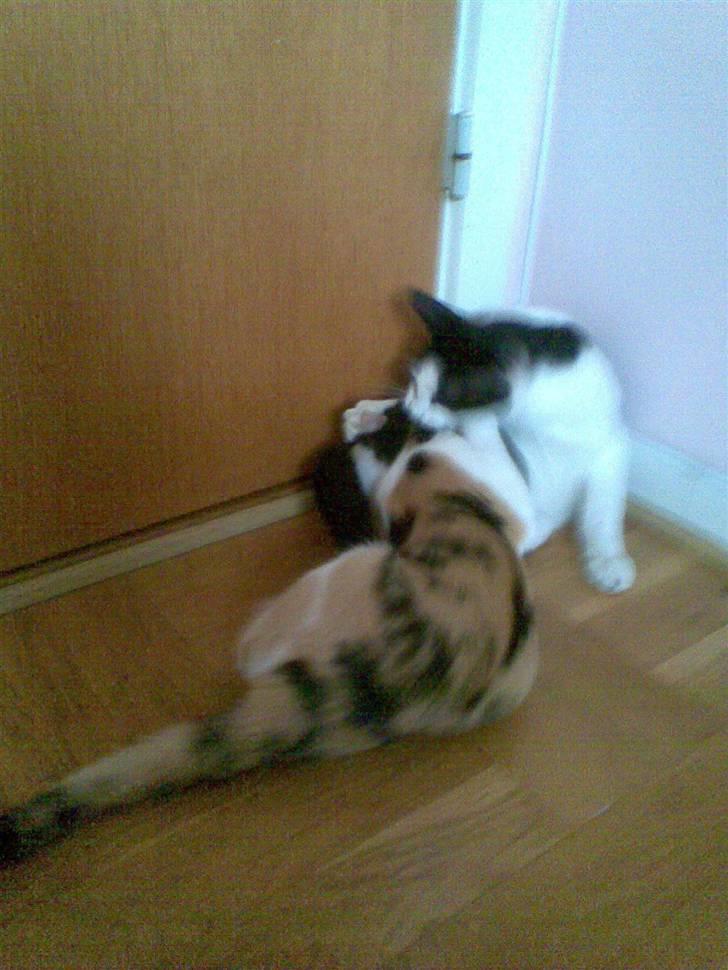 Huskat  Mickey - Mickey og hans bedste ven kiss (kaldet kisser) billede 7