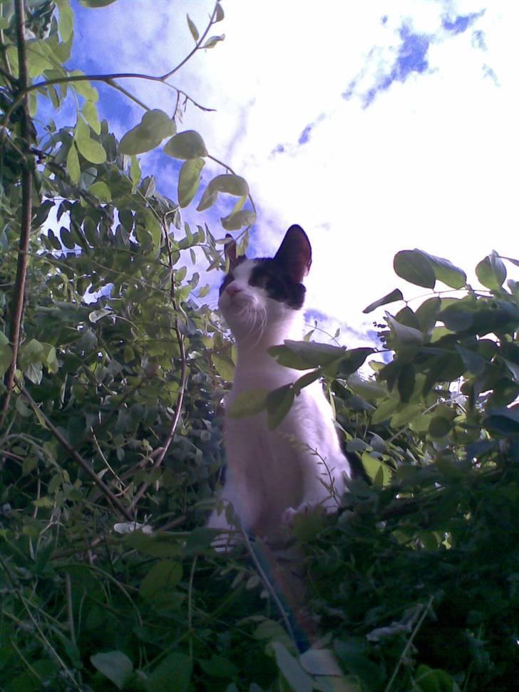 Huskat  Mickey - I sit ´skugle´ sted oppe i vores træ : D billede 8