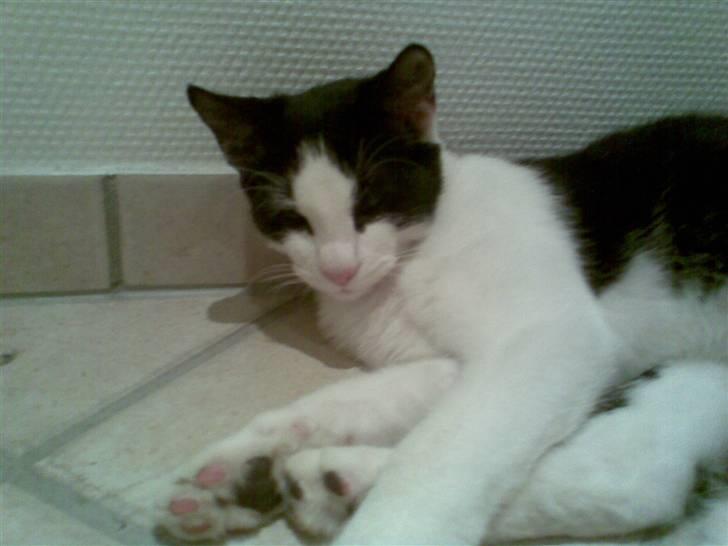 Huskat  Mickey - Han halv sover vist det dejlige dyr ;o) ! billede 11