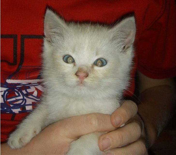 Blanding af racer Mirakolix - Lille Rako billede 1