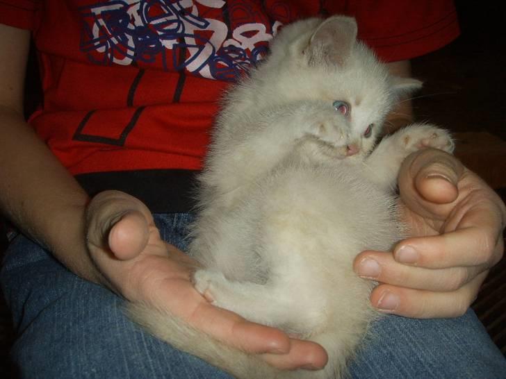 Blanding af racer Mirakolix billede 3