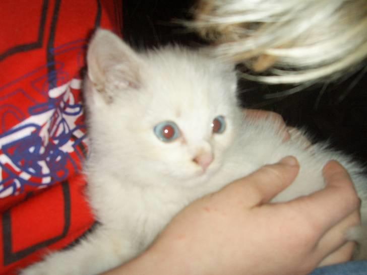 Blanding af racer Mirakolix billede 4